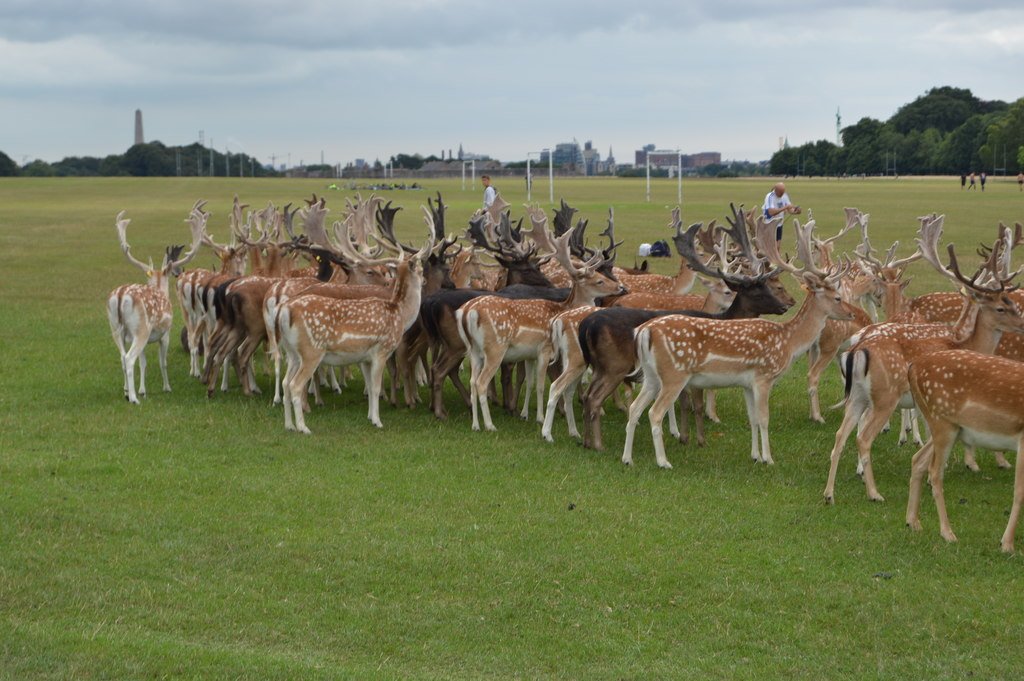 Overcast skies over Phoenix Park, Dublin